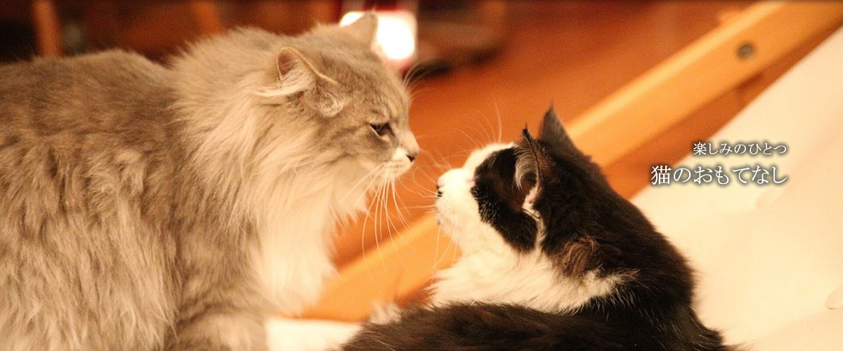 楽しみのひとつ 猫のおもてなし