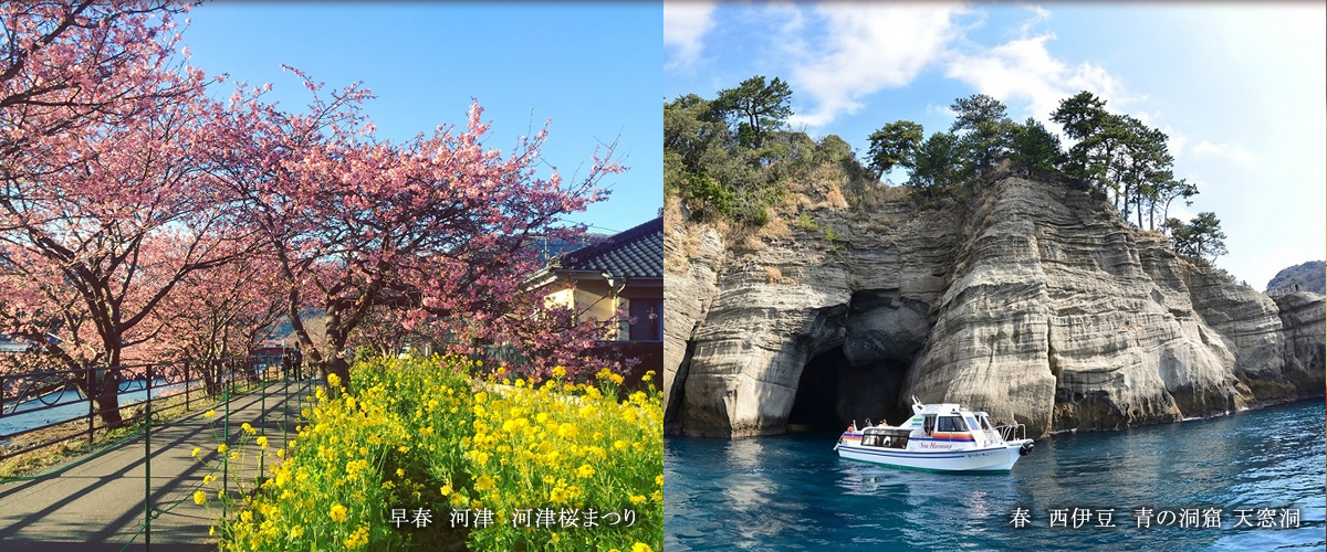 早春 河津 河津桜まつり 春 西伊豆 青の洞窟 天窓洞